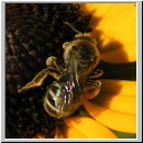 Lasioglossum leucozonium - Furchenbiene w04.jpg